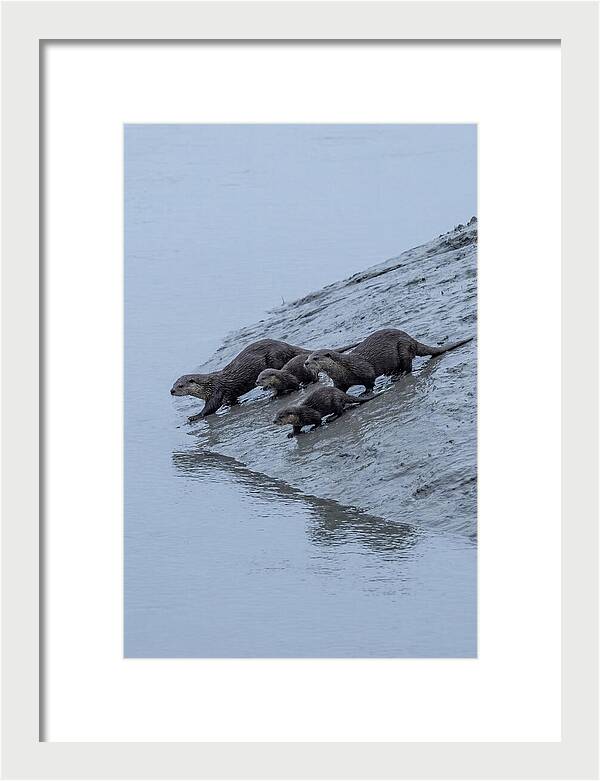 Family Of River Otters Sliding Down