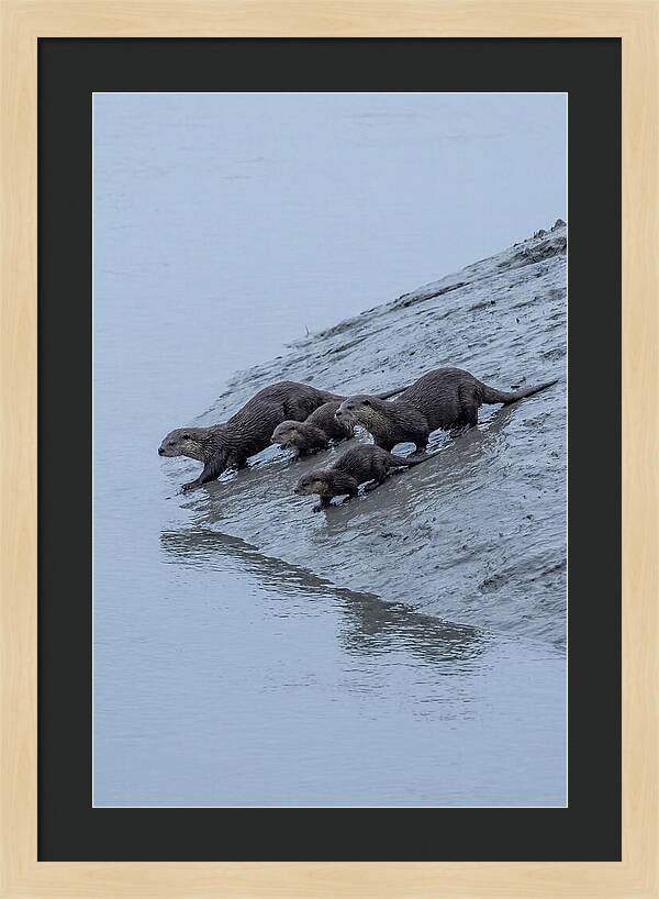 Family Of River Otters Sliding Down