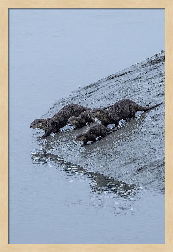 Family Of River Otters Sliding Down