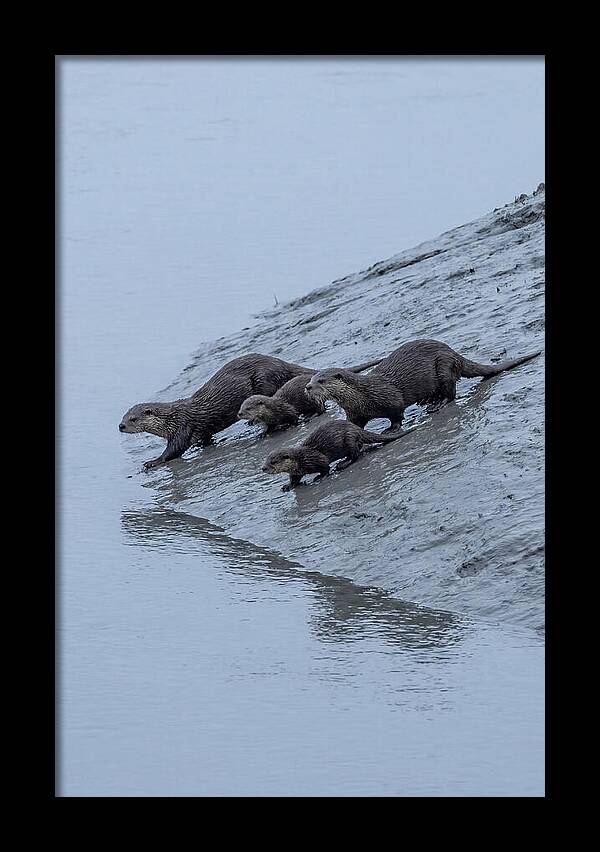 Family Of River Otters Sliding Down