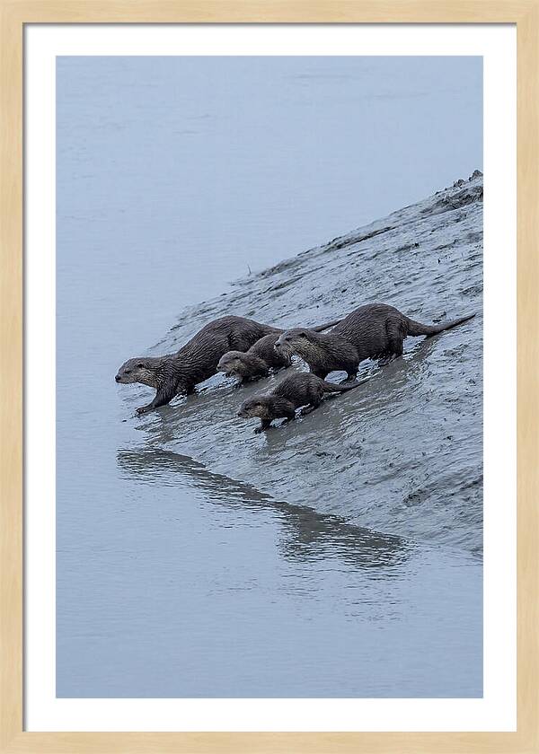 Family Of River Otters Sliding Down