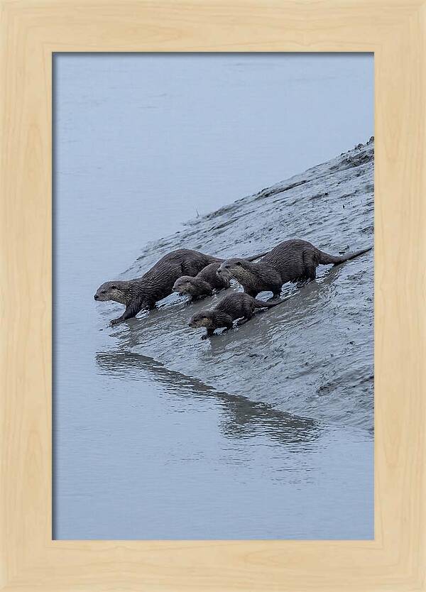 Family Of River Otters Sliding Down