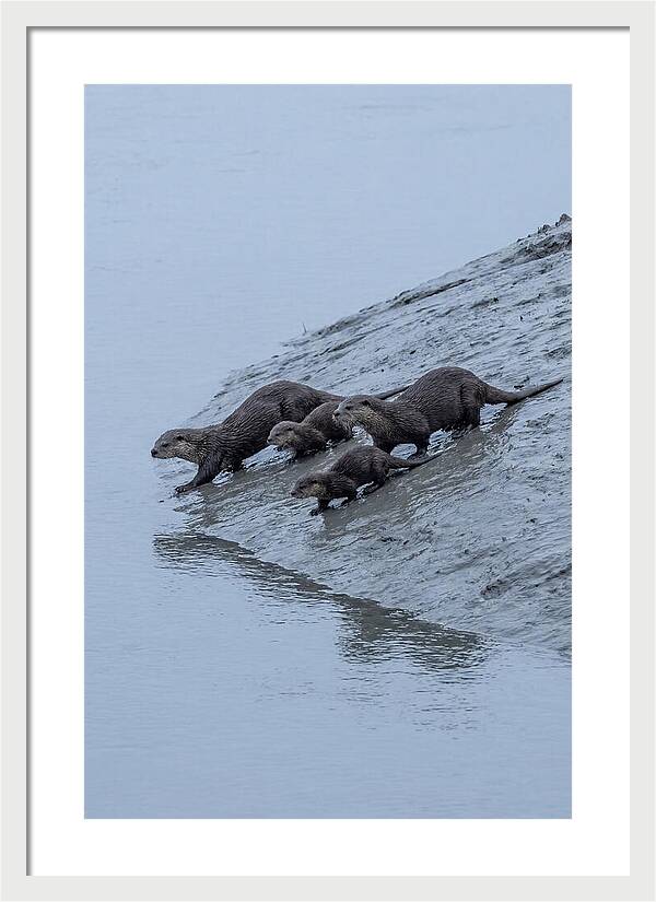 Family Of River Otters Sliding Down