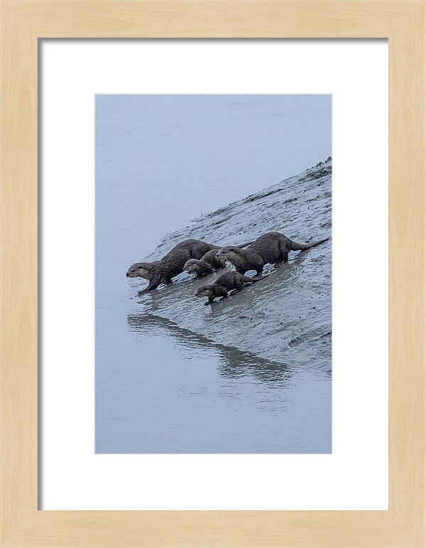Family Of River Otters Sliding Down