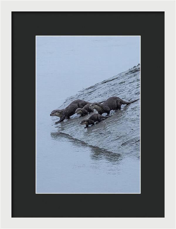 Family Of River Otters Sliding Down