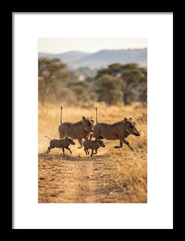 Family Of Warthogs Running