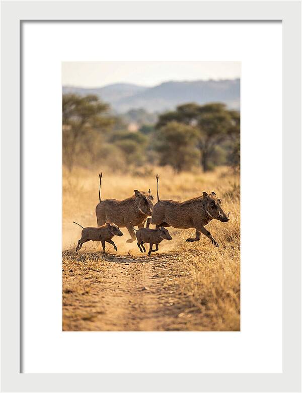 Family Of Warthogs Running