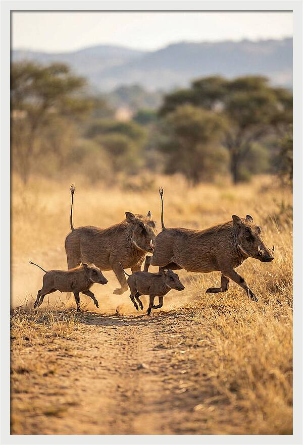 Family Of Warthogs Running