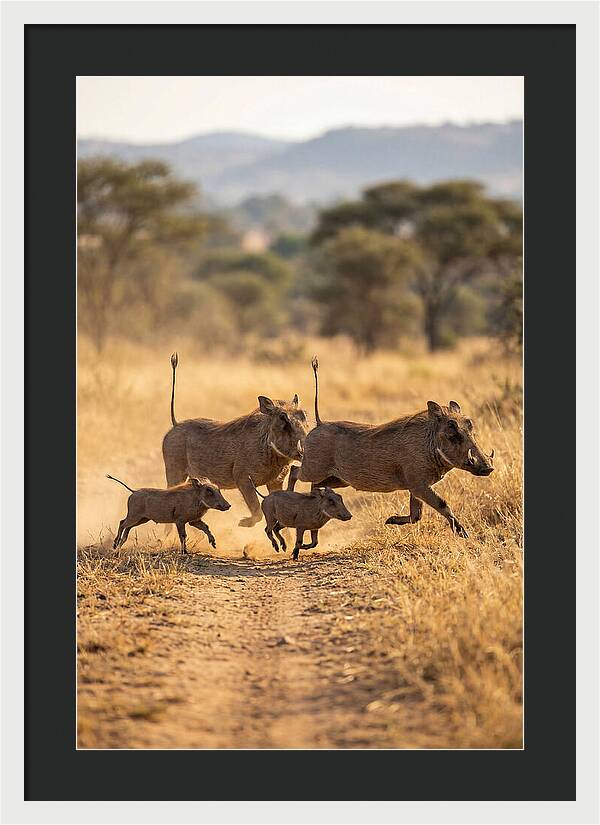 Family Of Warthogs Running