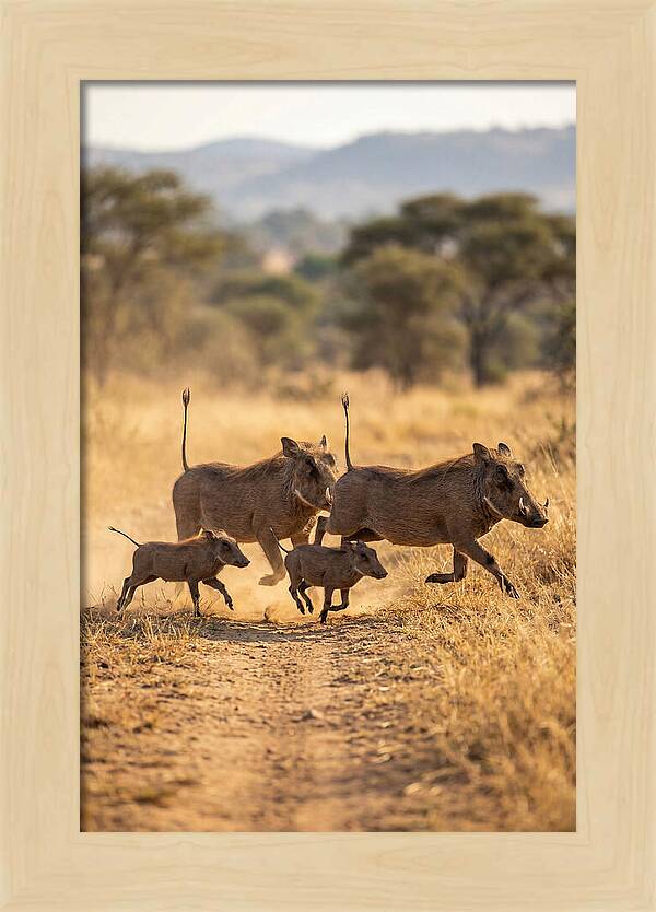 Family Of Warthogs Running