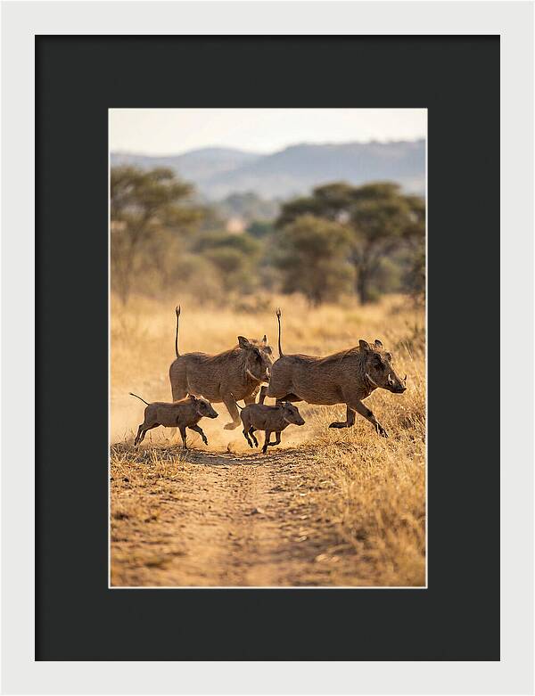 Family Of Warthogs Running