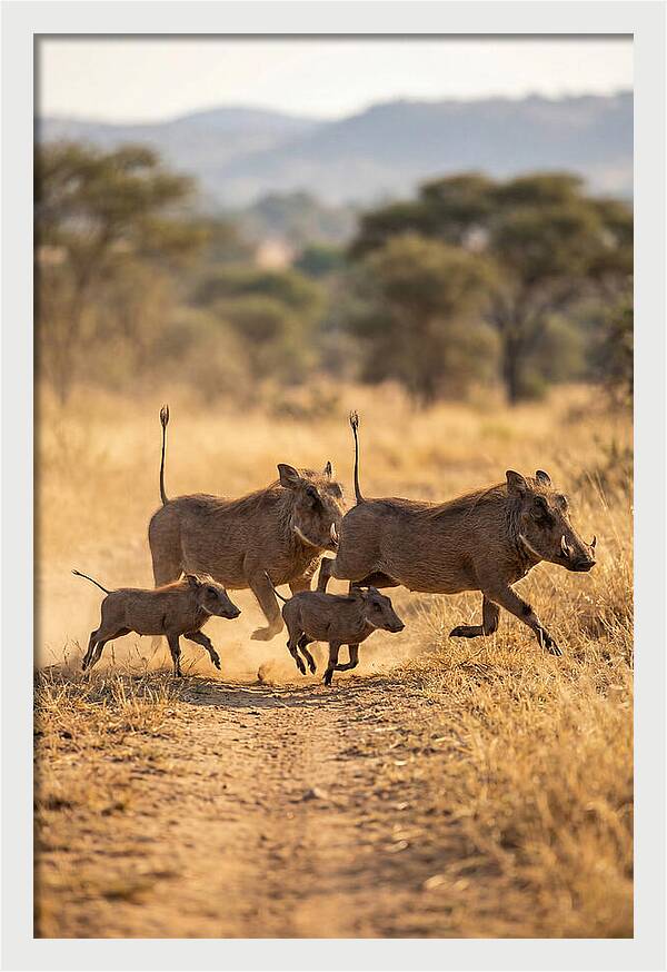 Family Of Warthogs Running