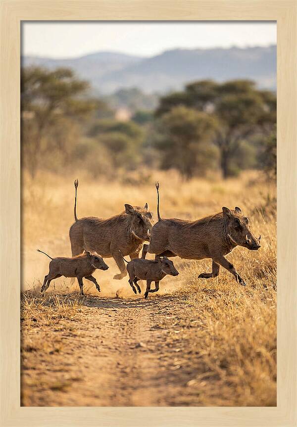 Family Of Warthogs Running