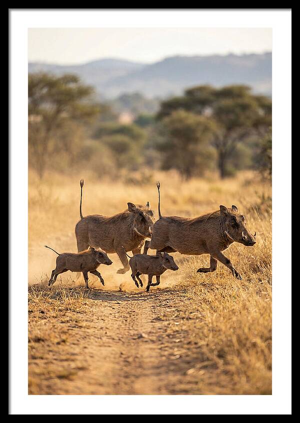 Family Of Warthogs Running