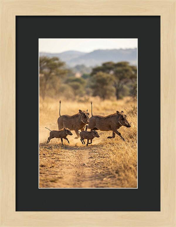 Family Of Warthogs Running