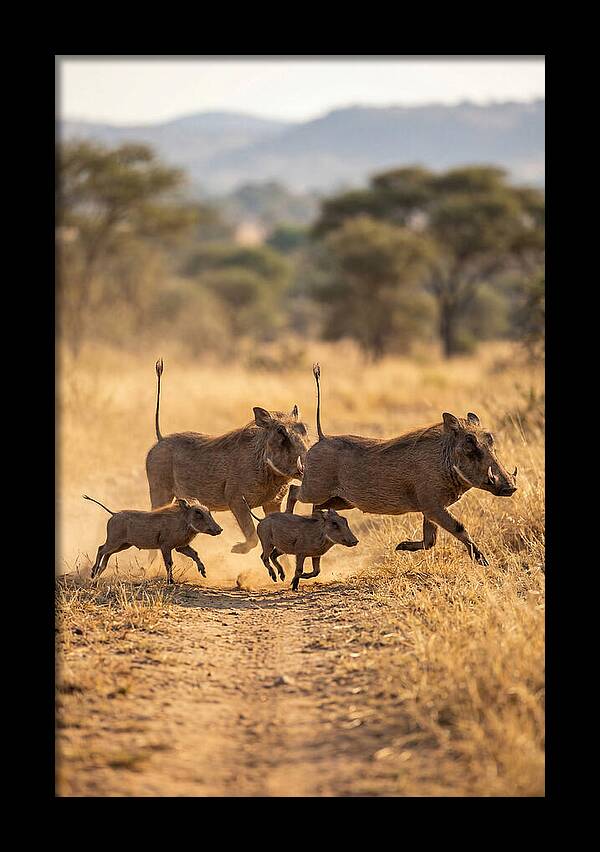 Family Of Warthogs Running