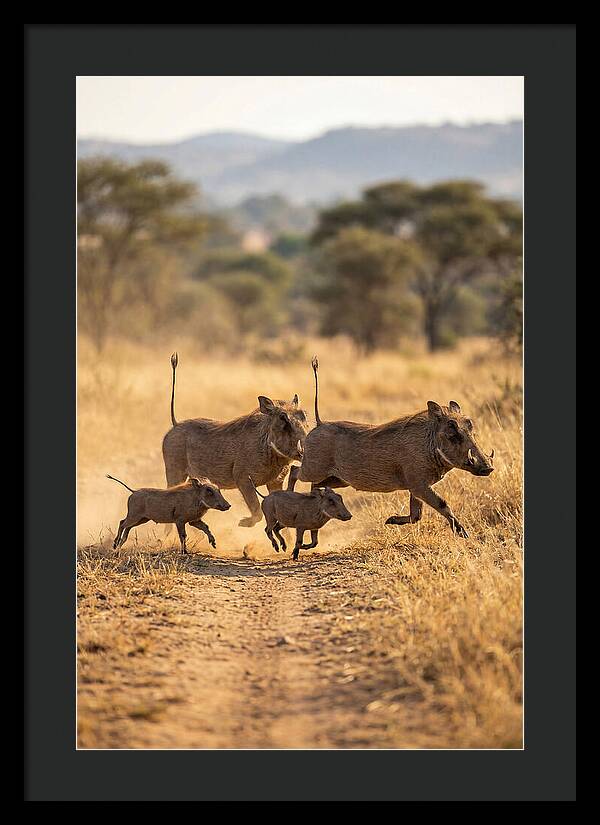 Family Of Warthogs Running