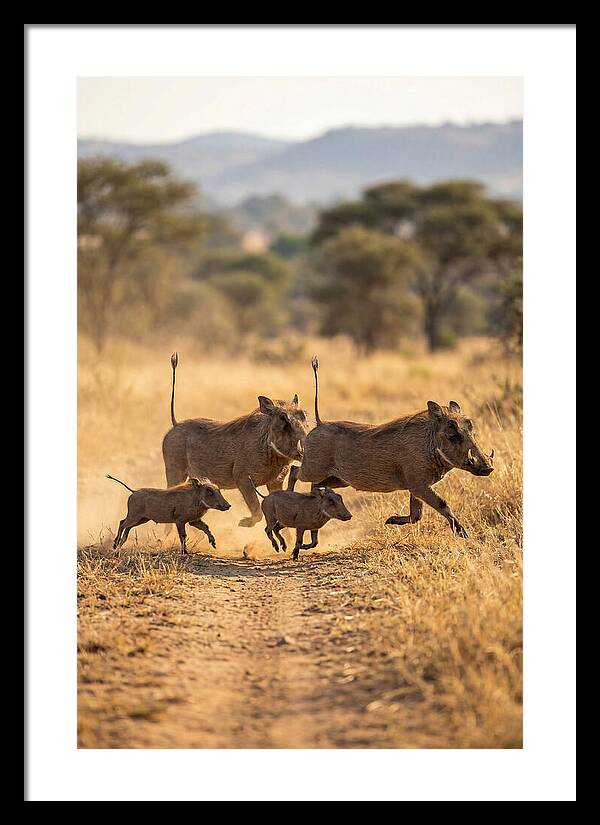 Family Of Warthogs Running
