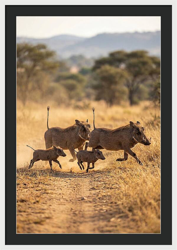 Family Of Warthogs Running