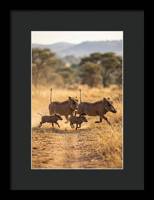 Family Of Warthogs Running