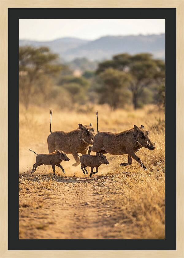Family Of Warthogs Running