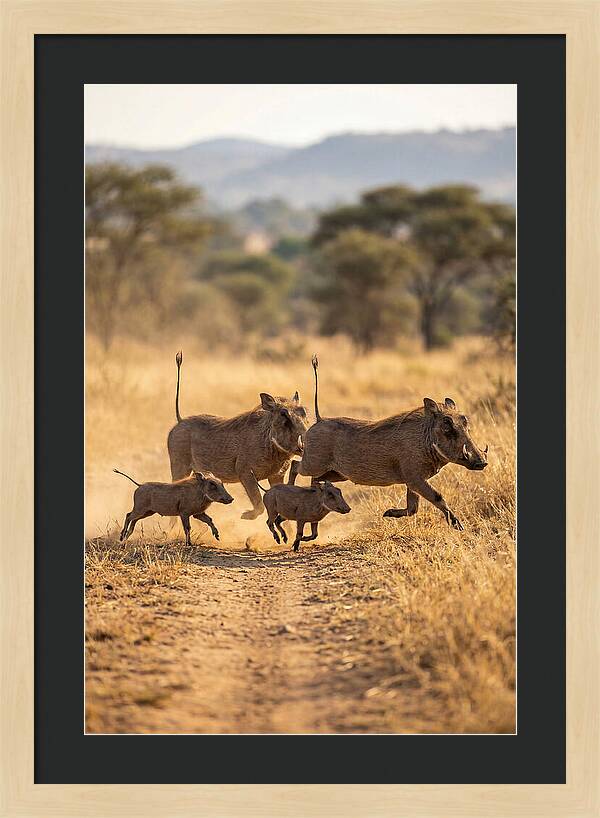 Family Of Warthogs Running