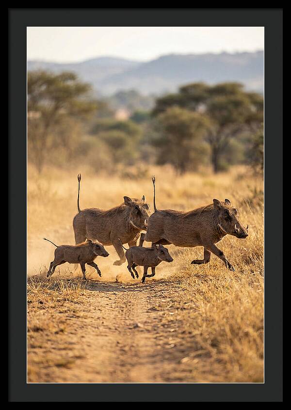 Family Of Warthogs Running