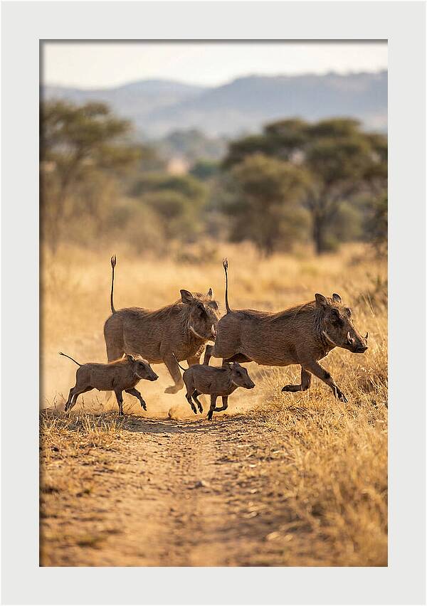 Family Of Warthogs Running