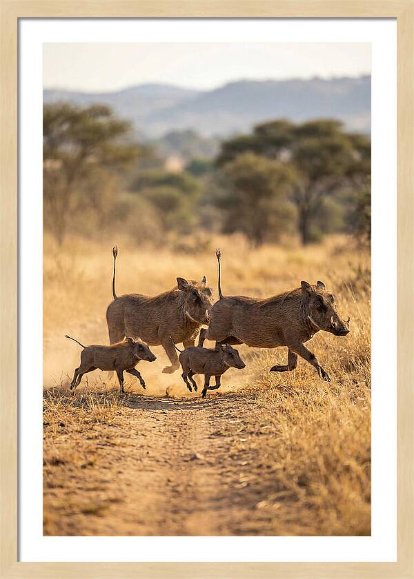 Family Of Warthogs Running