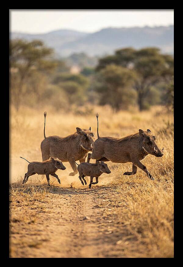 Family Of Warthogs Running