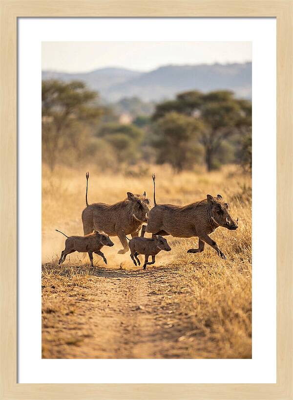 Family Of Warthogs Running