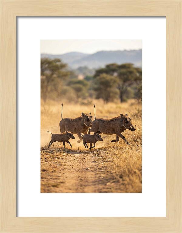 Family Of Warthogs Running