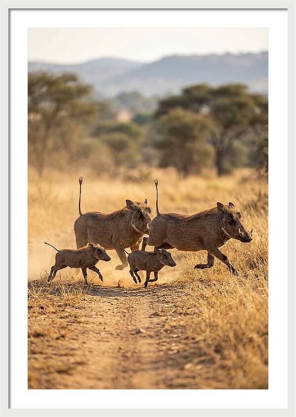 Family Of Warthogs Running