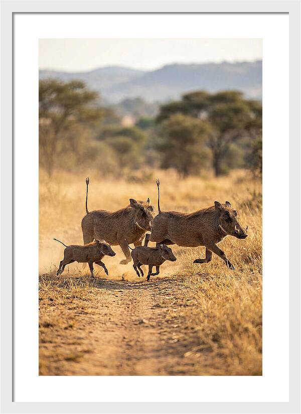 Family Of Warthogs Running