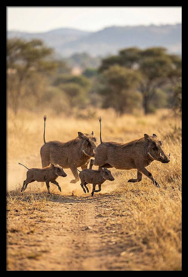 Family Of Warthogs Running