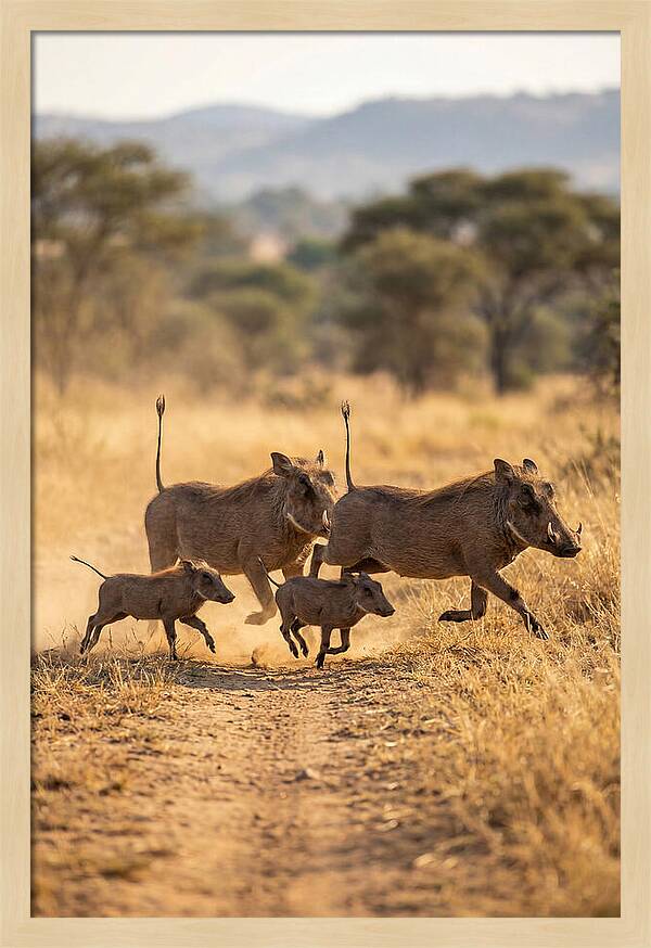 Family Of Warthogs Running