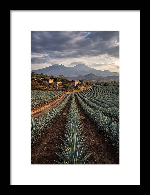 Farm Agave Under Dramatic Skies