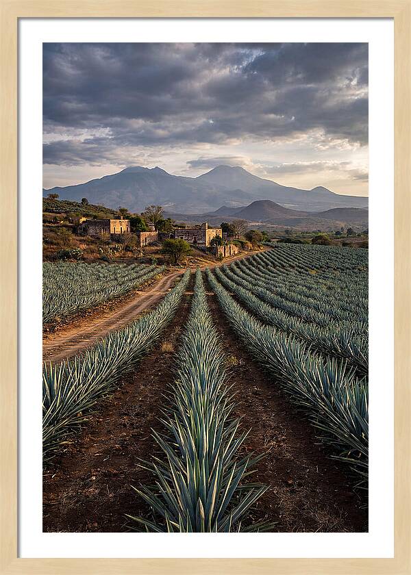 Farm Agave Under Dramatic Skies