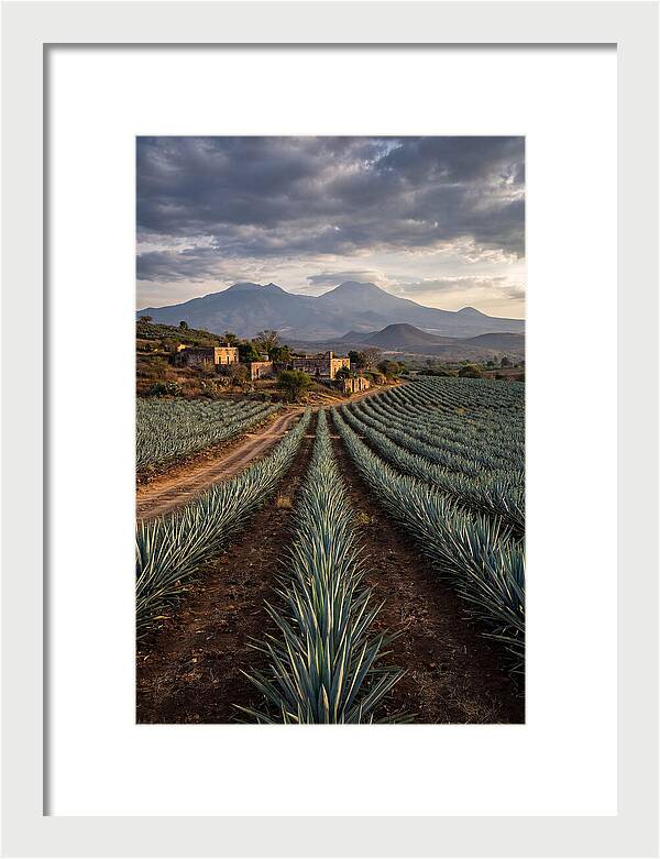 Farm Agave Under Dramatic Skies