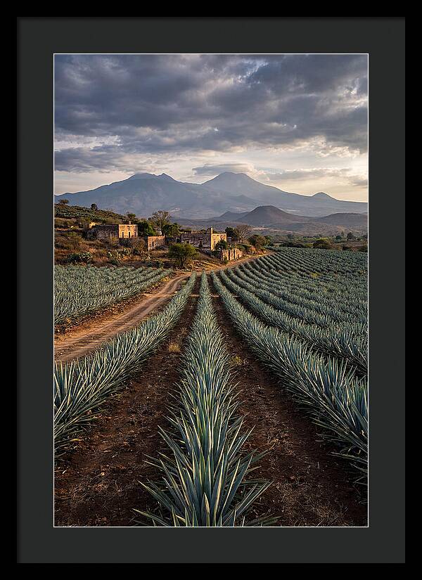 Farm Agave Under Dramatic Skies