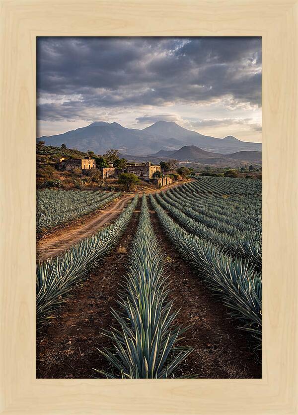 Farm Agave Under Dramatic Skies