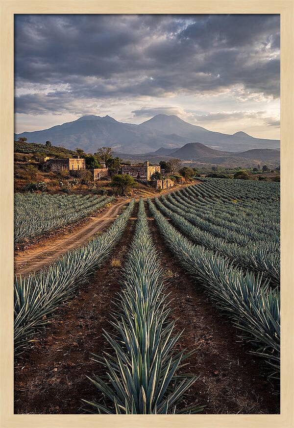 Farm Agave Under Dramatic Skies
