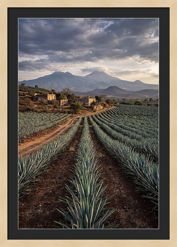 Farm Agave Under Dramatic Skies