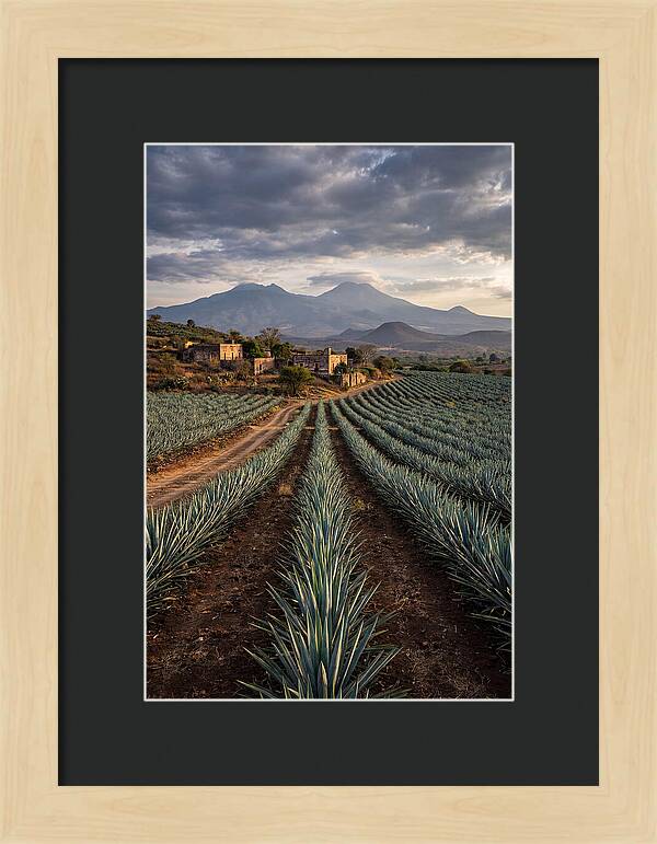 Farm Agave Under Dramatic Skies