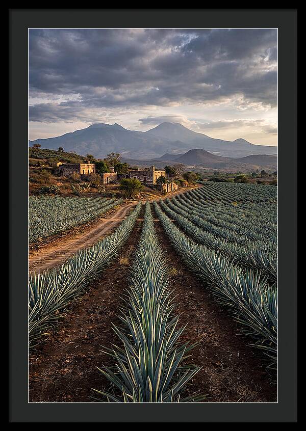 Farm Agave Under Dramatic Skies