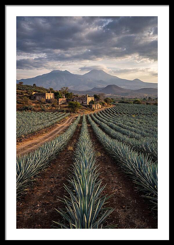 Agave Art