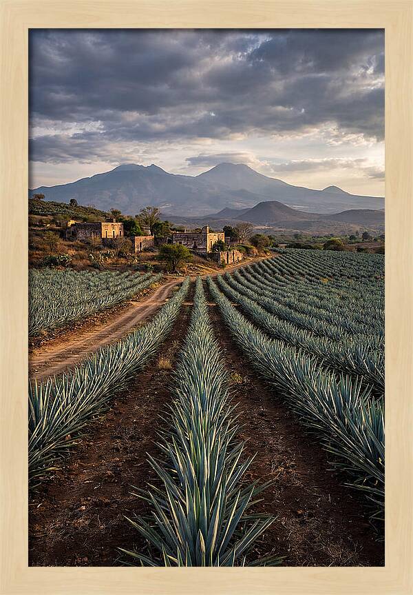 Farm Agave Under Dramatic Skies
