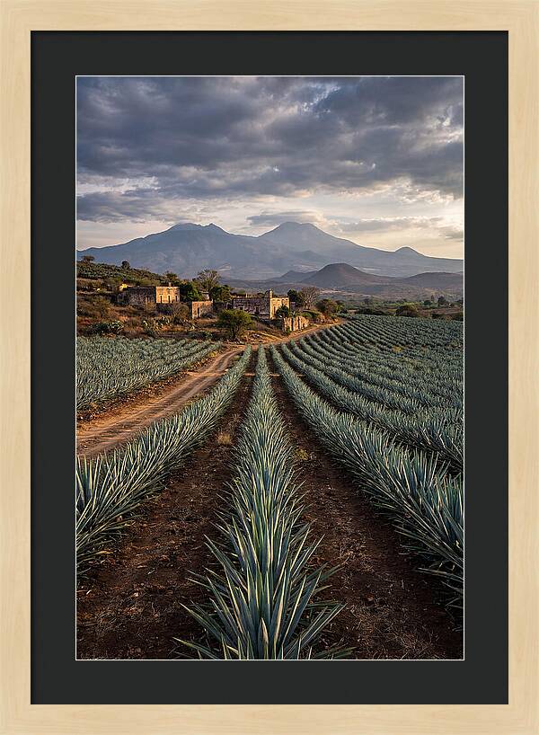 Farm Agave Under Dramatic Skies