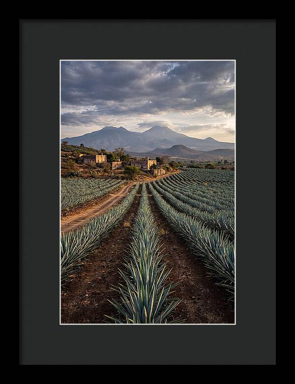 Farm Agave Under Dramatic Skies
