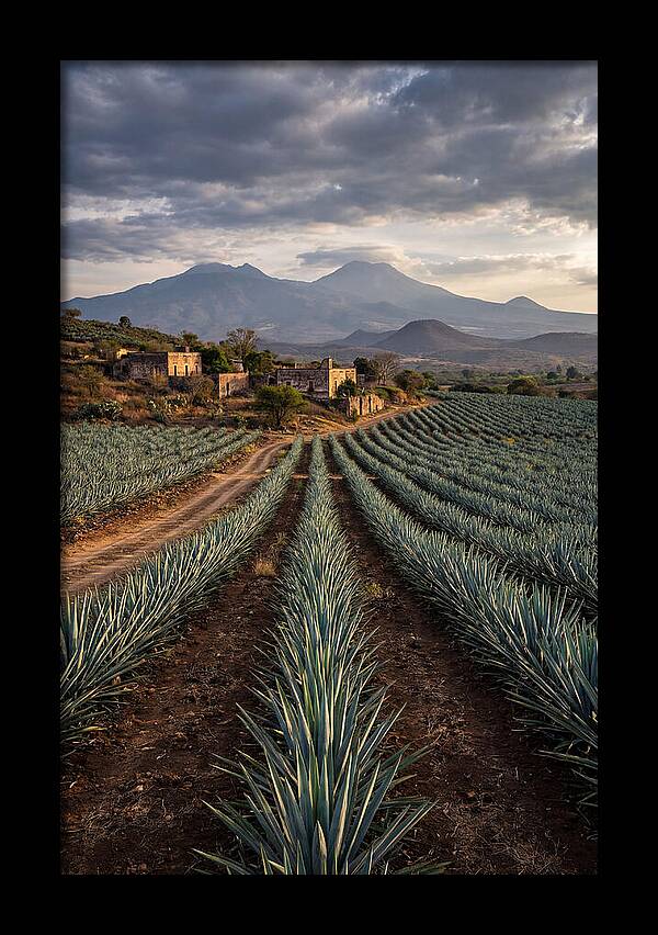 Farm Agave Under Dramatic Skies